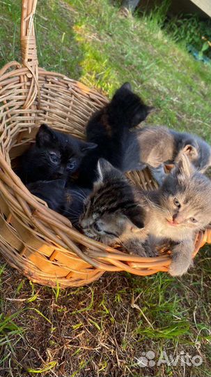 Котенок сибирский табби