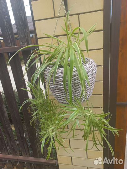 Подвесное кашпо из ротанга