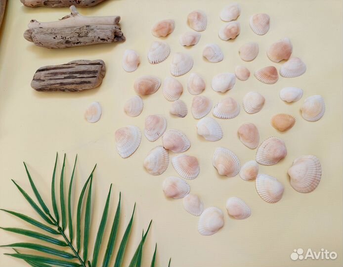 Набор для творчества дрифтвуд морские ракушки