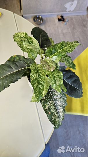 Фикус нью клон