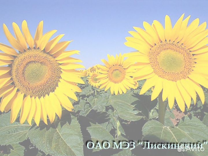 Сливщик разливщик