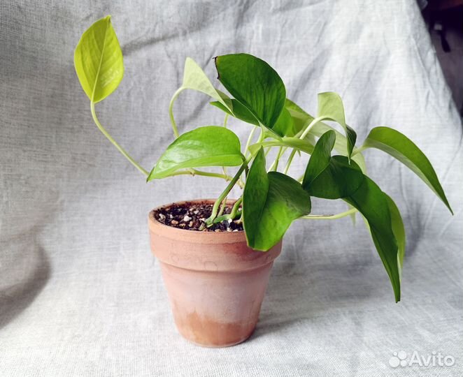 Сциндапсус неон в глиняном горшке