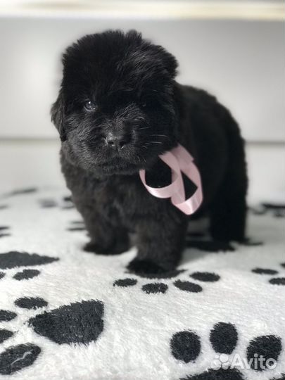 Ньюфаундленд