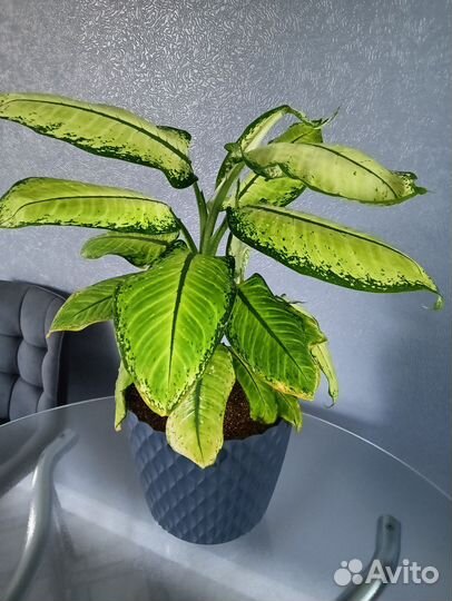 Дифенбахия рудольф роерс