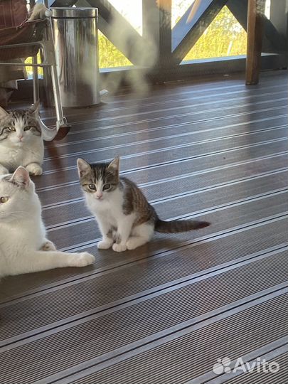 Котик в дар бесплатно