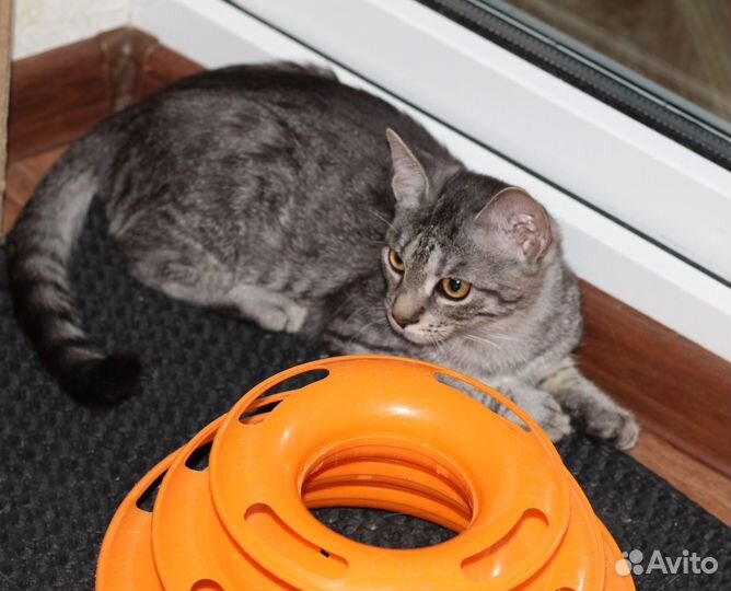 Котенок красивый