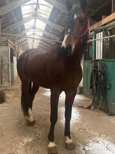 Орловский жеребец