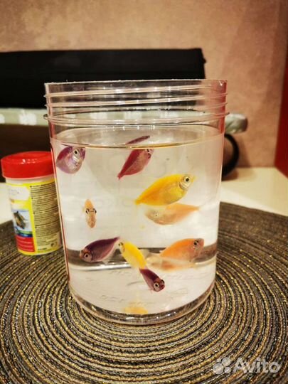 Аквариум, акваферма с рыбками