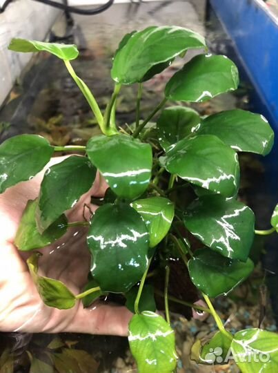 Аквариумные растения