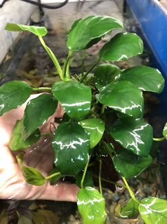 Аквариумные растения