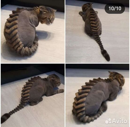 Стрижка животных