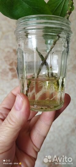 Сортовые гибискусы