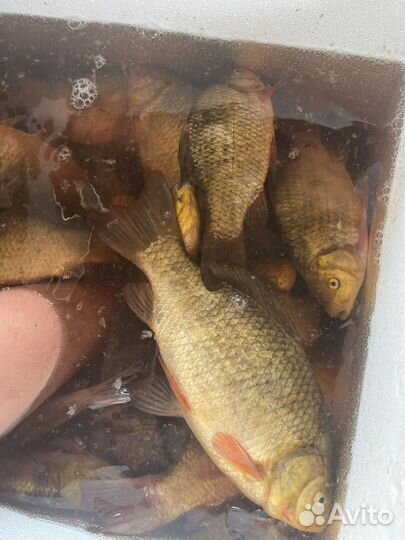 Рыба карась