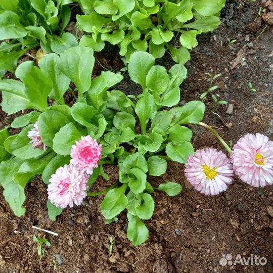 Маргаритка