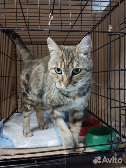 Европейская