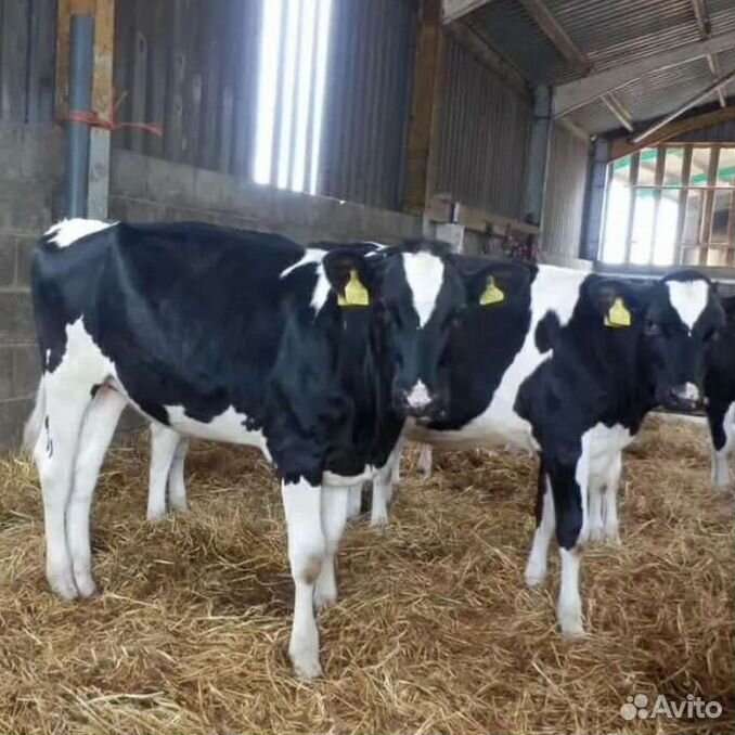 Телята бычки башкирия. Черный теленок. Телята бычки башкирия. Телята бычки башкирия. Телята бычки башкирия.