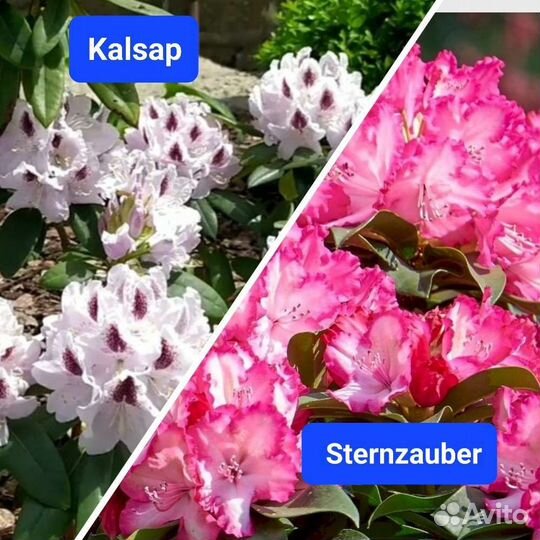 Рододендроны в горшках