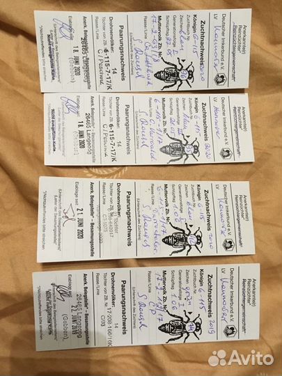 Пчеломатки f1 карника бакфаст пчелопакеты