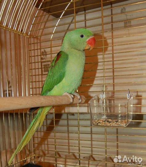Александрийский попугай выкормыши птенцы