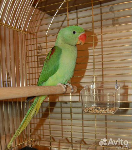 Александрийский попугай выкормыши птенцы