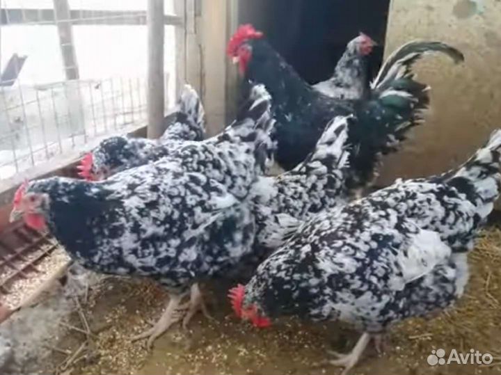 Инкубационное яйцо, цыплята.Пушкинские,Австралорп