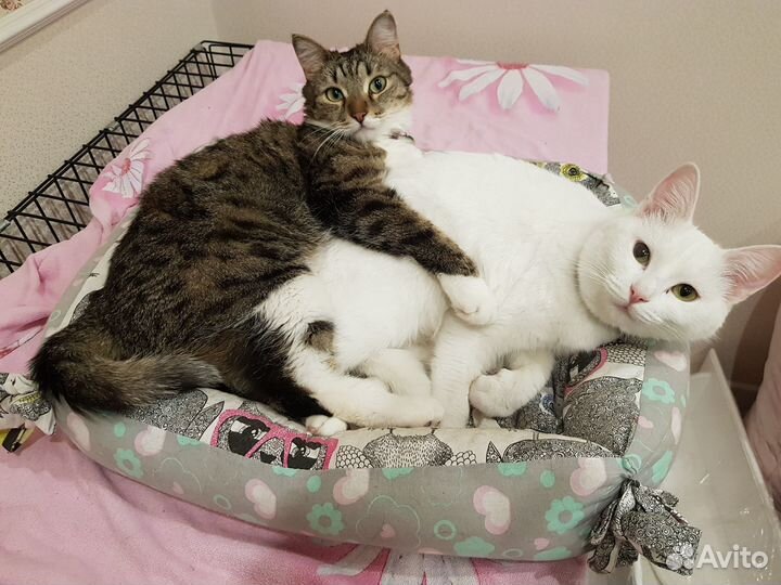 Кошка в добрые руки