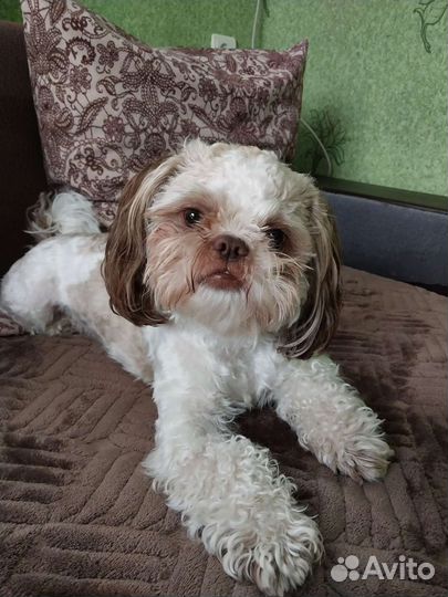 Собака Ши -тцу