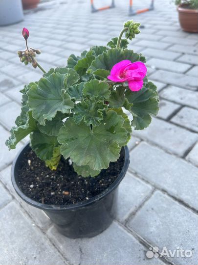 Пеларгония