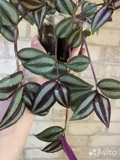 Традесканция зебрина