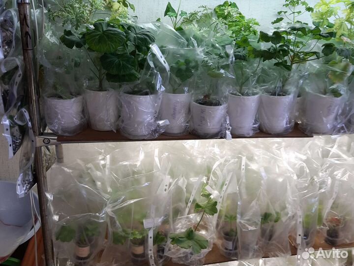 Тюльпановидной пеларгонии укорен.черен