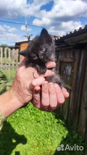 Котенок в дар
