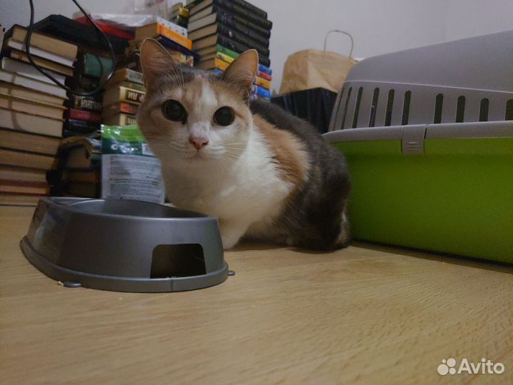 Кошка ищет дом
