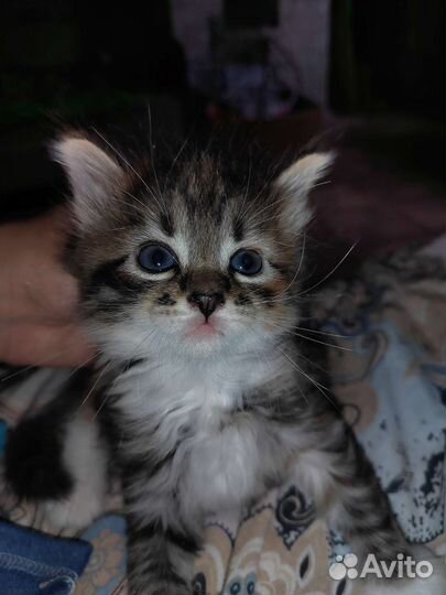 Котята в добрые руки бесплатно