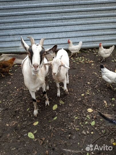 Продам козлят