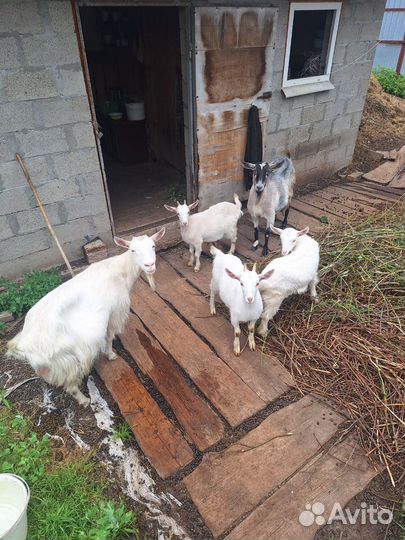 Козы дойные