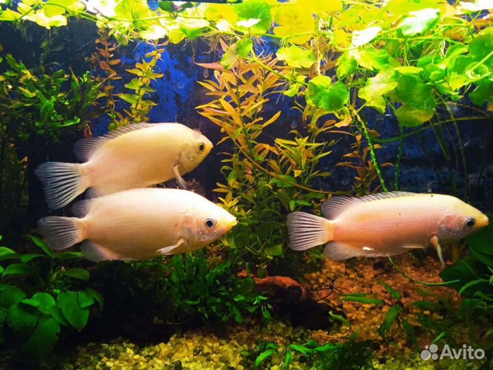 Целующиеся гурами,анцитрусы,Растения в аквариума