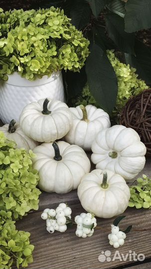 Тыква декоративная