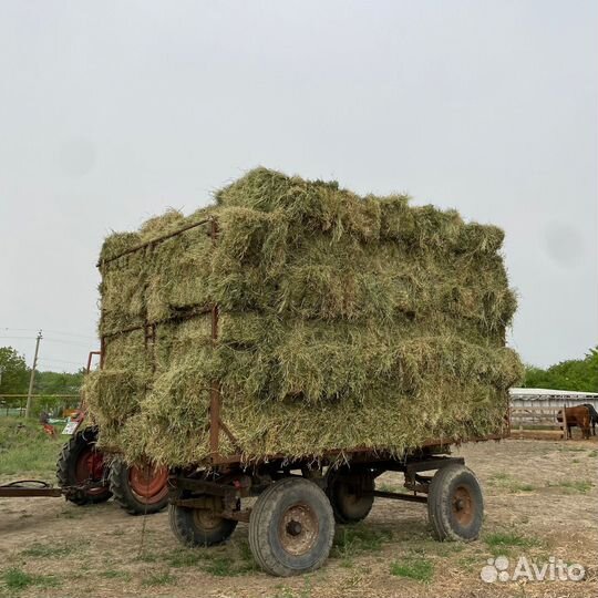 Сено люцерны с разнотравием