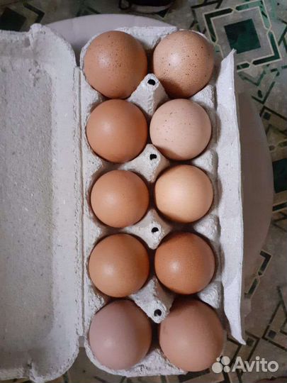 Домашние куриные яйца