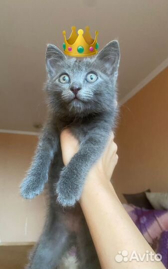 Милашка в добрые руки