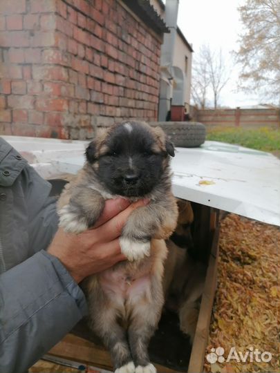 Собака в добрые руки отдам бесплатно