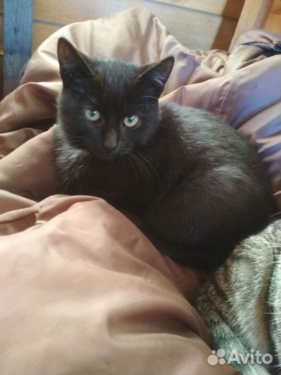 Котенок в дар бесплатно