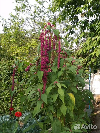 Семена амарантов