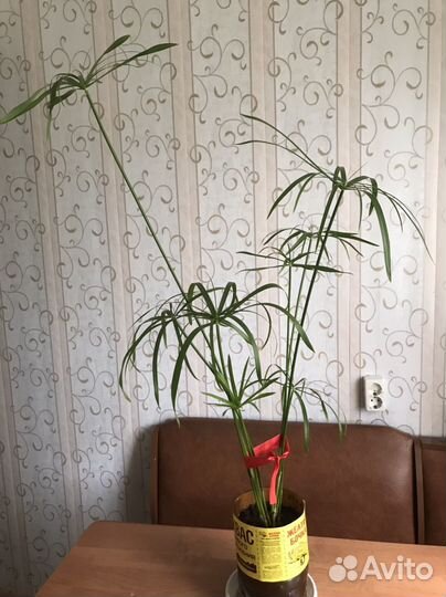 Циперус - пальма