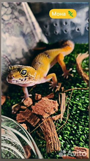 Геккон эублефар