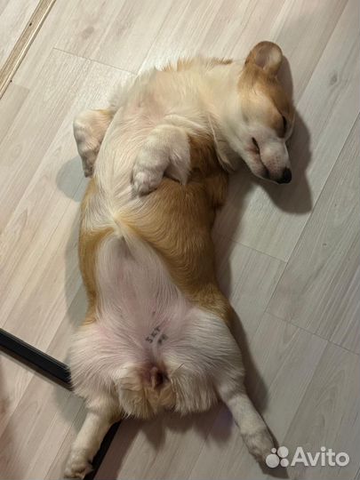 Вельш-корги пемброк девочка Ася