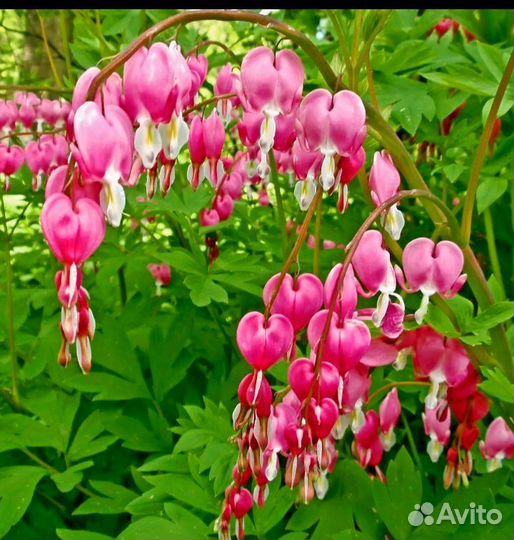 Садовые растения