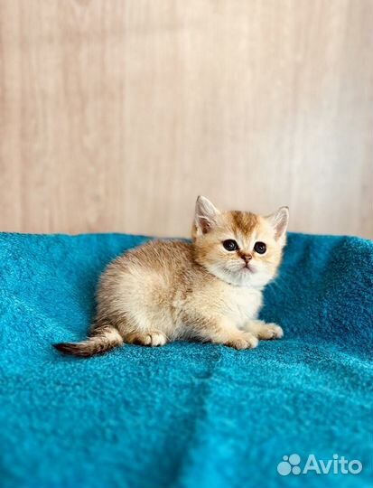 Британские котята