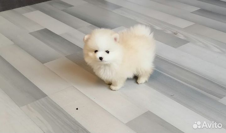 Щенки померанского шпица мини и стандарт