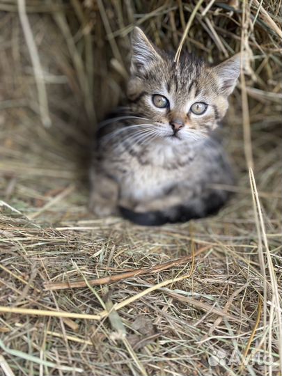 Котенок в добрые руки